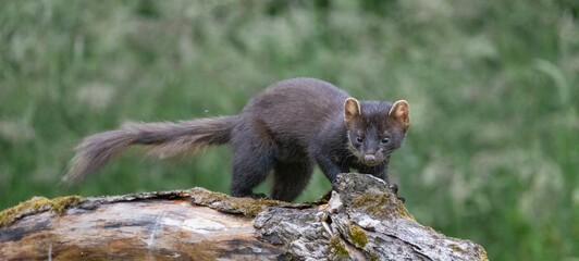 Pine marten - Martes martes