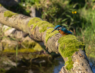 Common kingfisher - Alcedo atthis