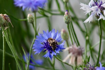 Bee on a purple flower blossoming