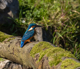 Common kingfisher - Alcedo atthis