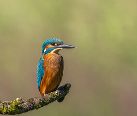 Common kingfisher - Alcedo atthis