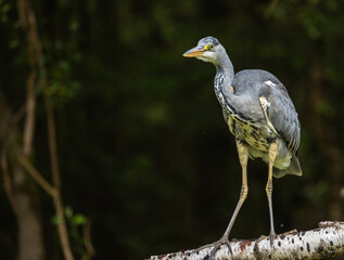 Grey heron - Ardea cinerea