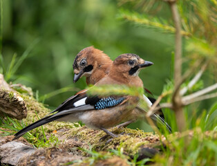 Eurasian jay - Garrulus glandarius