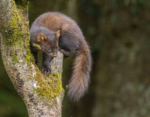 Pine marten - Martes martes