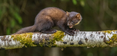Pine marten - Martes martes