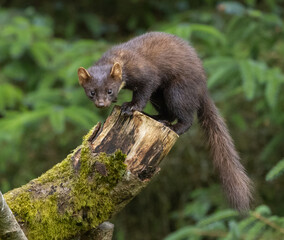 Pine marten - Martes martes