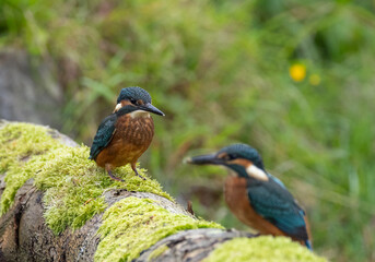 Common kingfisher - Alcedo atthis