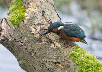 Common kingfisher - Alcedo atthis