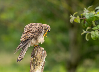 Eurasian kestrel - Falco tinnunculus