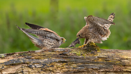 Eurasian kestrel - Falco tinnunculus