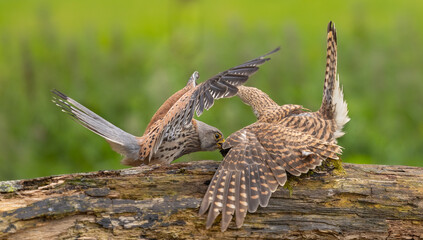 Eurasian kestrel - Falco tinnunculus