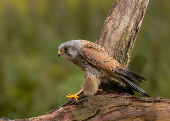 Eurasian kestrel - Falco tinnunculus