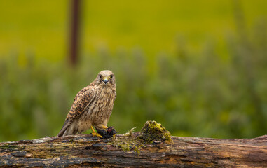 Eurasian kestrel - Falco tinnunculus