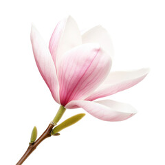 Obraz premium A single pink flower with a green stem