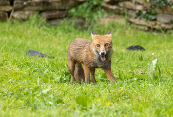 Red fox - vulpes vulpes