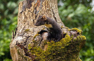 European pine marten - Martes martes