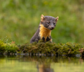 European pine marten - Martes martes