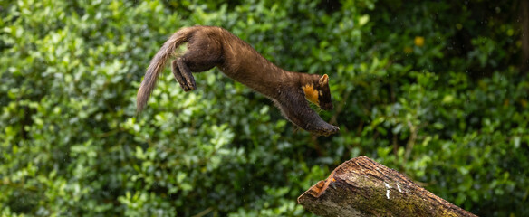 European pine marten - Martes martes