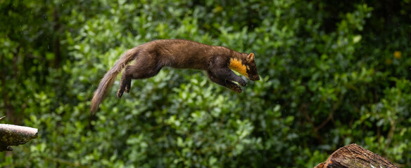 European pine marten - Martes martes