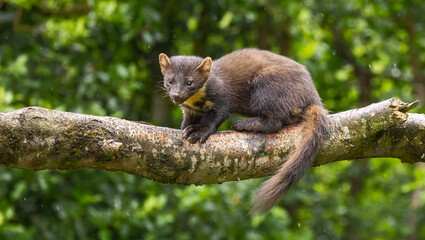 European pine marten - Martes martes