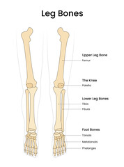 Anatomical of the Leg Bones