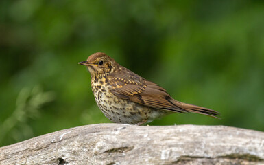 Song thrush - Turdus philomelos