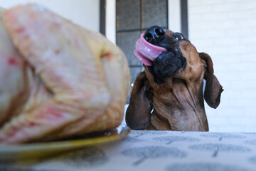 A dachshund dog tries to steal food from the table.