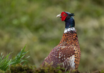 Common pheasant, male/cock - Phasianus colchicus