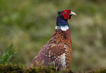 Common pheasant, male/cock - Phasianus colchicus