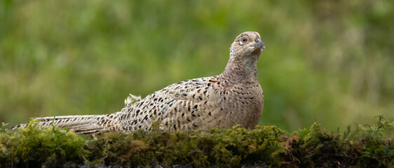 Common pheasant, female/hen - Phasianus colchicus