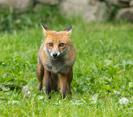 Red fox - vulpes vulpes