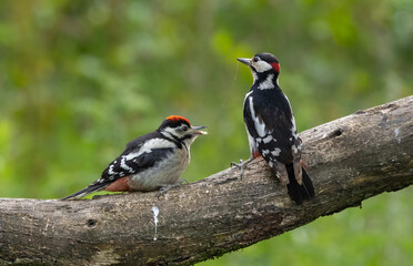 Fototapeta premium Great spotted woodpecker -Dendrocopos major