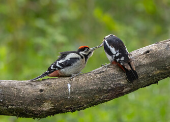 Great spotted woodpecker -Dendrocopos major