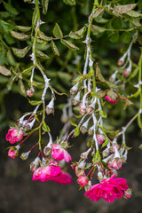 Pink bush roses are covered with powdery mildew.
White powdery mildew on the buds, stems and leaves...
