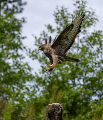 Common buzzard - buteo buteo