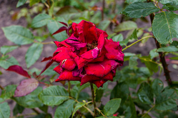 Wilted red roses in a garden. Faded rose flowers.