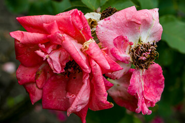 Wilted red roses in a garden. Faded rose flowers.
