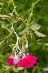 Pink bush roses are covered with powdery mildew.
White powdery mildew on the buds, stems and leaves of a bush rose. Diseases of bush roses. Powdery mildew