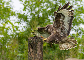 Common buzzard - buteo buteo