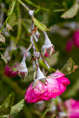 Pink bush roses are covered with powdery mildew.
White powdery mildew on the buds, stems and leaves of a bush rose. Diseases of bush roses. Powdery mildew