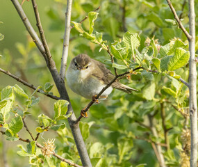  Willow warbler (Phylloscopus trochilus)