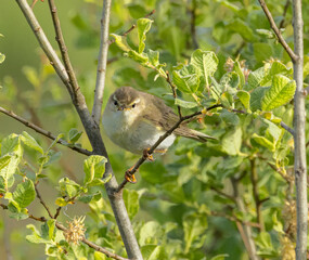  Willow warbler (Phylloscopus trochilus)