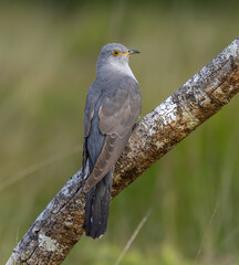 Eurasian cuckoo - Cuculus canorus