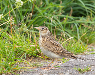 Eurasian skylark - Alauda arvensis