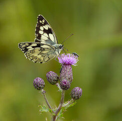 Fototapeta premium Marbled white butterfly -Melanargia galathea
