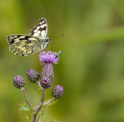 Marbled white butterfly -Melanargia galathea