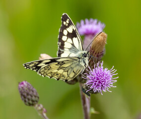 Marbled white butterfly -Melanargia galathea