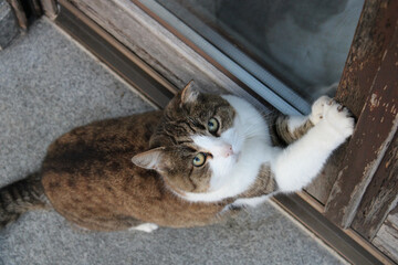 Brown Tiger Cat