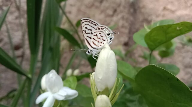 tarucus nara or the striped Pierrot on the grass in the garden.tarucus nara body pattern	
