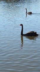 black swan on the lake © Bill